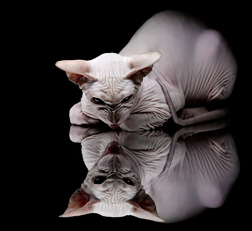 增强青训项目“引进来”和“走出去”，推动行业国际化