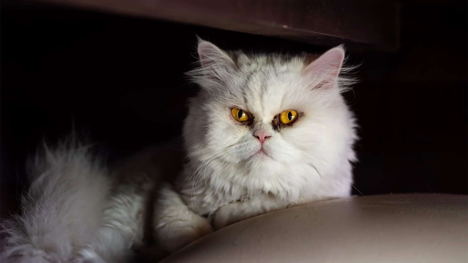 失误之殇：上海队全场20次失误，错失反超良机！，上海队队员